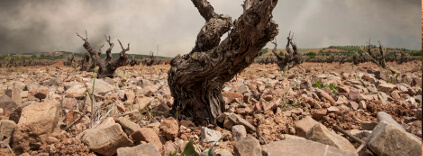 Terroir Cariñena