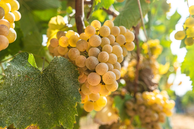 Uva Alvarinho