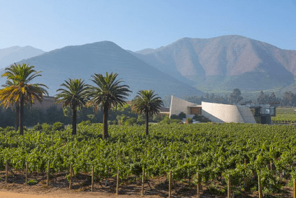Vinhedo Vina Errazuriz Vinhedo Vina Errazuriz