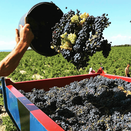 Ernte bei Chateau Mont-Redon Ernte bei Chateau Mont-Redon