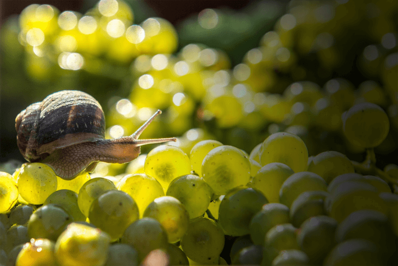 Naturbelassener Weinbau spielt eine große Rolle bei Brocard