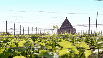 A6mani Weingut und Preisliste