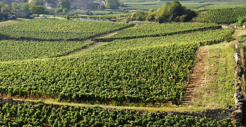 weingut-chateau_fuisse-weinberg