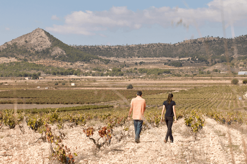 Weinfelder mit alten Reben