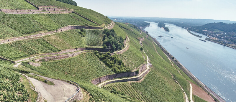 Vinícola Leitz Berg Roseneck Vinícola Leitz Berg Roseneck