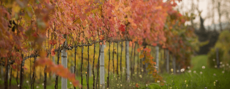 Glera, die Prosecco-Rebsorte