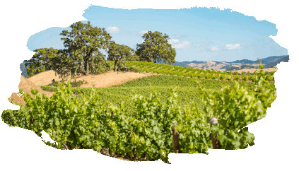 É mais fácil crescer naturalmente - Fetzer Vineyards