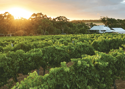 Weingut Vasse Felix vasse-felix-weingut