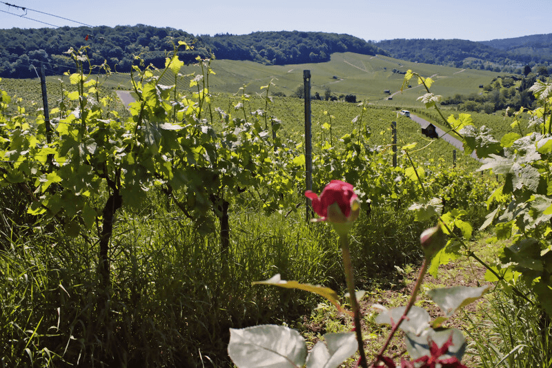 Im Weinberg des Weinguts