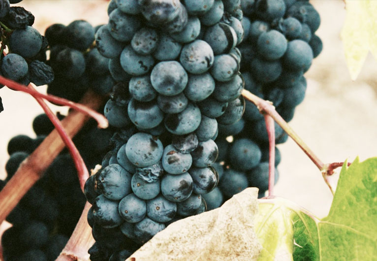 uvas maduras da Anecoop Bodegas uvas maduras da Anecoop Bodegas