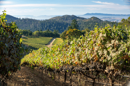 Vineyard da coleção Hess