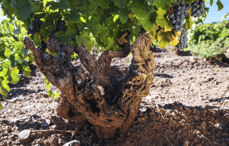 Alto Moncayo Garnacha