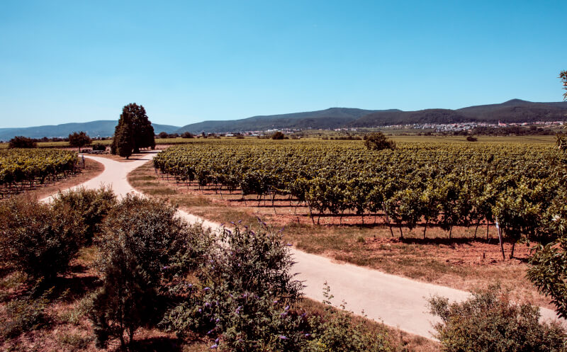 Weinbiet Mussbacher Eselshaut Weinbiet Mussbacher Eselshaut