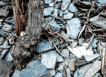 Solos de ardósia no Mosel