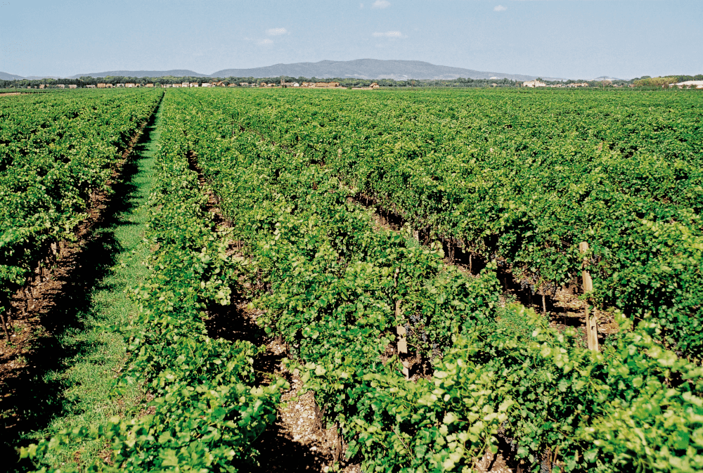 Weinberge in Tattendorf