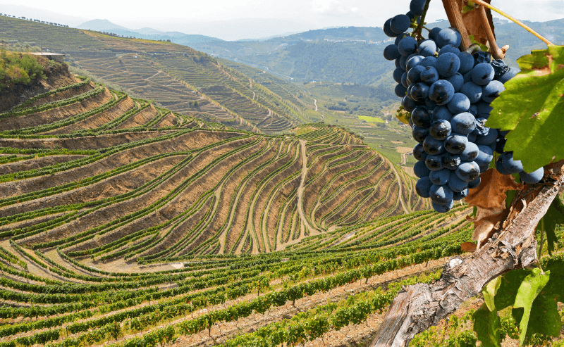 Vinhas no Vale do Douro Vinhas-no-Vale-do-Douro