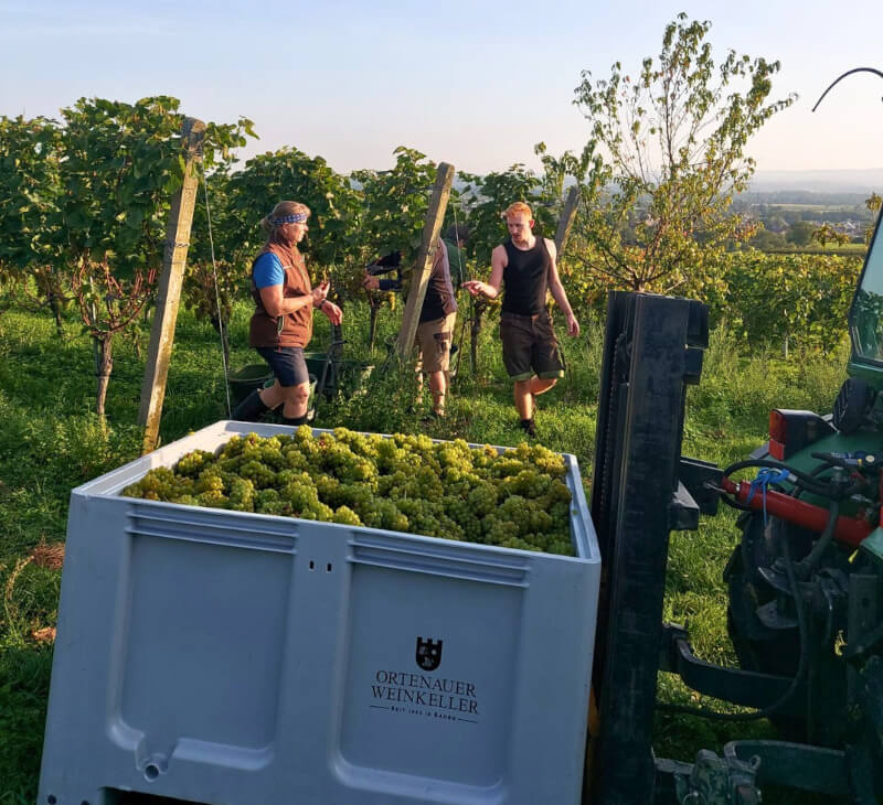 weingut-markgrafler-weinberg weingut-markgrafler-weinberg