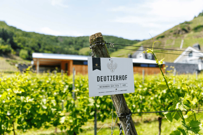 Vinhedo Deutzerhof Vinhedo Deutzerhof