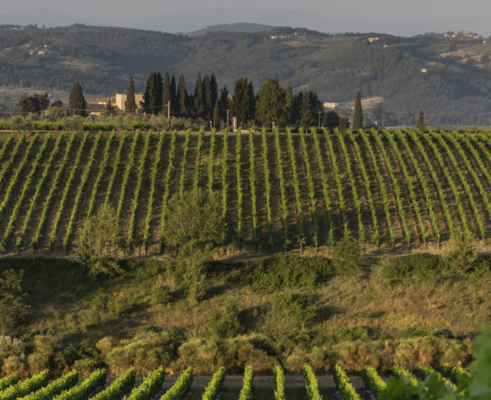 Vinhas de Tenuta Tignanello