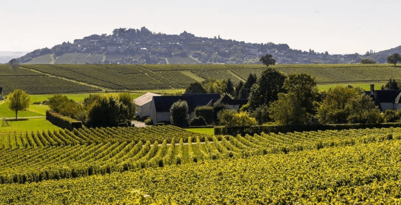 Domaine de la Garrenne Weinberg