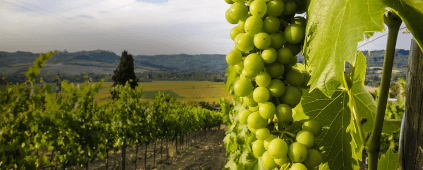 as uvas amadurecem lentamente
