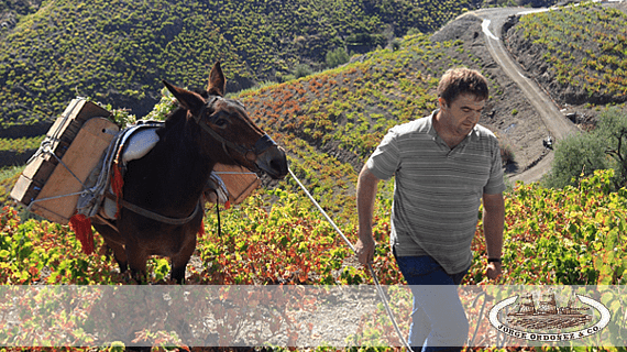 Bodegas Jorge Ordonez & Co.