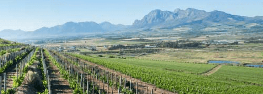 Fairview-Vineyards-1