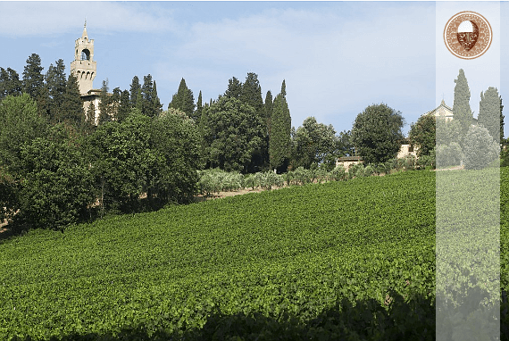Tenuta di Castiglioni Tenuta di Castiglioni