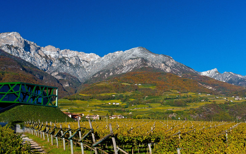 Cantina Tramin vinhas