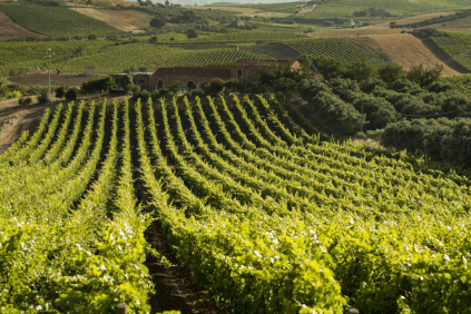Vista sobre as vinhas com a quinta ao fundo