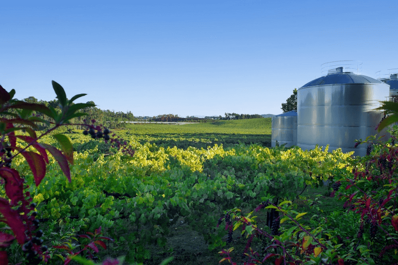 Quinta das Arcas Rebflaechen Quinta das Arcas Rebflaechen