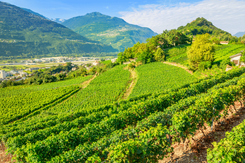 Weinbau in den Schweizer Alpen