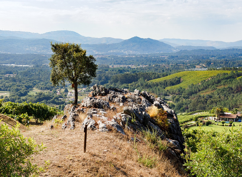 Altos de Torona Weinberge