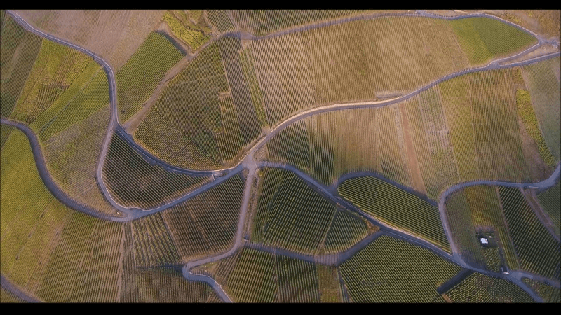 Vinha Peter Mertes vista de cima Vinha Peter Mertes vista de cima