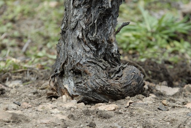 As vinhas velhas prosperam nas encostas íngremes da Cantina Terlan