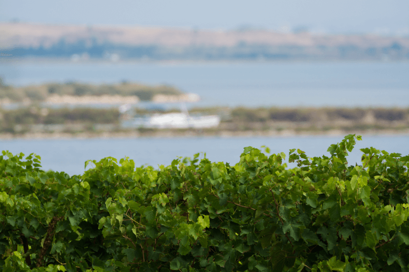 Vignobles um Montagnac Weinreben in Meernaehe