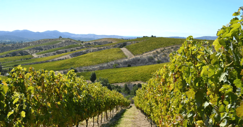 Weinbau auf den Hügeln des Maule Valley