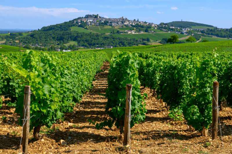 Vinhedo de Sauvignon Blanc em Sancerre