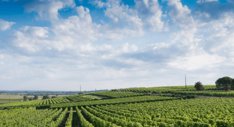 Uma viagem de verão ao Loire - pack de degustação 3x