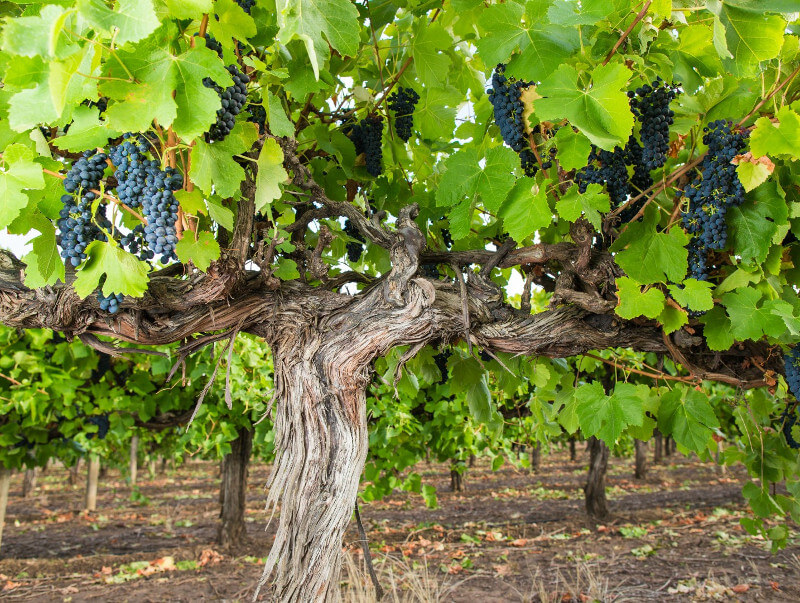 Antigas vinhas de Shiraz na Heartland Wines