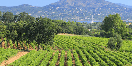 Vinhedos de Chateau Minuty Vinhedos de Chateau Minuty