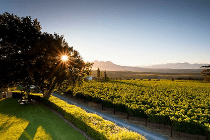 videiras banhadas pela luz do sol de De Toren videiras banhadas pela luz do sol de De Toren