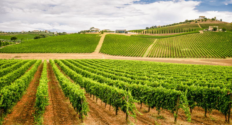 Vinhedo de Podravje Vinhedo de Podravje