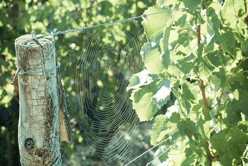 Rebstöcke von Château Thieuley