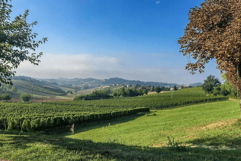 Vinhedos Paolo Conterno Vinhedos Paolo Conterno