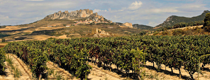 Vinhedo Bodegas Taron