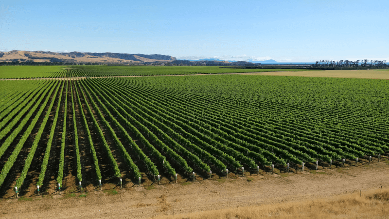 Sauvignon-Blanc-in-Awatere-Valley-Neuseeland