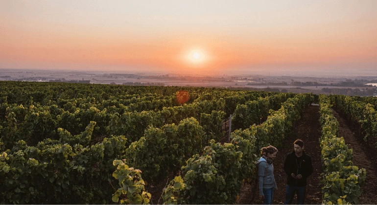 A diversidade da vinícola Lisa Bunn - 6x pacote de degustação