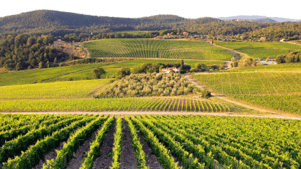 Vinha de Castello di Nipozzano