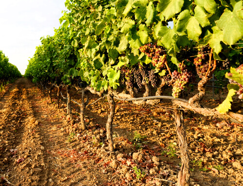 Vinhas com uvas jovens na Apúlia
